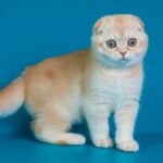 509 Irish Scottish fold shorthair male kitten