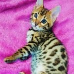 187 Milli purebred Bengal female kitten