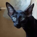 Jungle Oriental male kitten