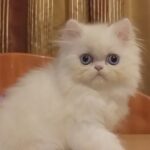Saymon Persian male kitten