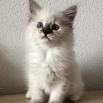 802 Cassiopeia Siberian female kitten