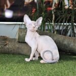 Tracy female Sphinx kitten