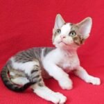 304 Saymon male kitten Devon Rex
