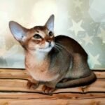 65 Toskana purebred Abyssinian female kitten