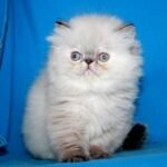 15 Laima Persian female kitten