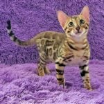 Villi purebred Bengal male kitten