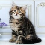 89 Lux Siberian male kitten