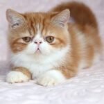 126 Candy Exotic shorthair female kitten