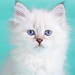 521 Oktava Siberian female kitten