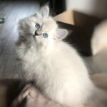 458 Nestor Siberian male kitten