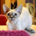 401 Chanel #1 female kitten Devon Rex