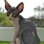 Warlock male Sphinx kitten