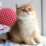 520 Malinka British shorthair female kitten