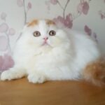 291 Peyton Scottish fold longhair male kitten