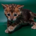 55 Kleopatra purebred Bengal female kitten