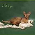Elisey purebred Abyssinian male kitten
