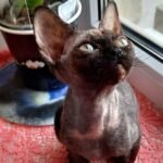 207 Agata female kitten Devon Rex