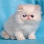 55 Percey Persian male kitten