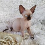 295 Harmony female Sphinx kitten