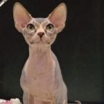 165 Mister Anatoliy male Sphinx kitten
