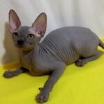 153 Amelia female Sphinx kitten