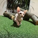 Jumanji male Bambino kitten