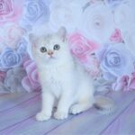 Steve British shorthair male kitten