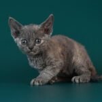 472 Renata female kitten Devon Rex