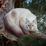 Zoya Siberian female kitten