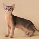 Blues purebred Abyssinian male kitten