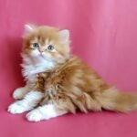Lana Scottish straight longhair female kitten