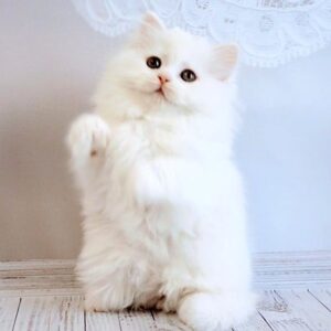 240 Honey Scottish straight longhair female kitten
