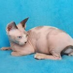 67 Travis male Sphinx kitten