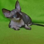 Grimy female Sphinx kitten