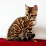 31 Zara purebred Bengal female kitten