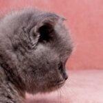 Pike Munchkin female kitten