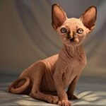 Bridzhet female Sphinx kitten