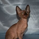 Kasper male Sphinx kitten