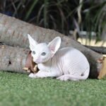 Jelsomino male Sphinx kitten