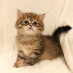 Orphey Siberian male kitten