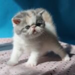 Ivanka Exotic shorthair female kitten