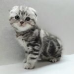 Quiver Scottish fold shorthair male kitten