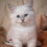 460 Altai Siberian male kitten