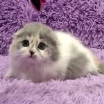 152 Darsy Scottish fold longhair female kitten