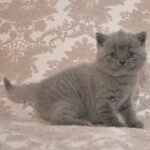 Tiburon British shorthair male kitten