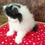Oliver Scottish straight longhair male kitten