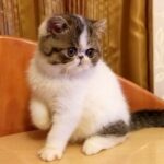 36 Oskar Exotic shorthair male kitten