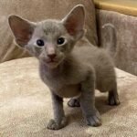 216 Faradey Oriental male kitten