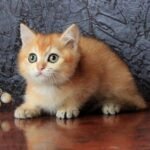 124 Ionna British shorthair female kitten