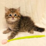 Ocean Siberian male kitten